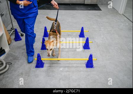 Il cane salvato ferito riceve terapia per problemi di anca in un centro veterinario Foto Stock