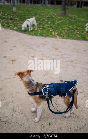 Giovane cane salvato con una lesione all'anca che indossa un corsetto medico nel parco Foto Stock