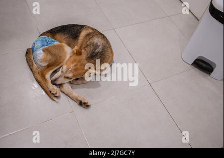 Il cane giovane salvato ferito che indossa un pannolino sta aspettando all'interno del centro veterinario Foto Stock