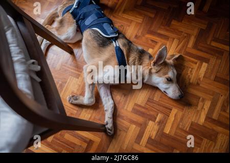 Ritratto interno di un giovane cane salvato che indossa un corsetto medico per una lesione all'anca Foto Stock