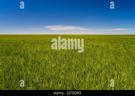 Primavera paesaggio rurale, Castilla-la Mancha, Spagna Foto Stock