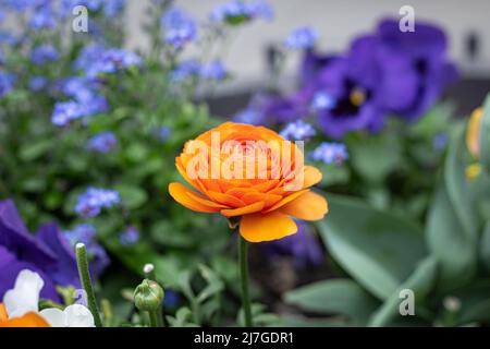 Primo piano, fiore arancione Ranunculus, Ranunculus in un letto di fiori. Foto Stock