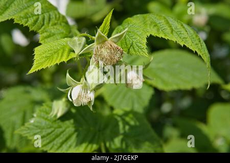 Fiori di lampone Foto Stock