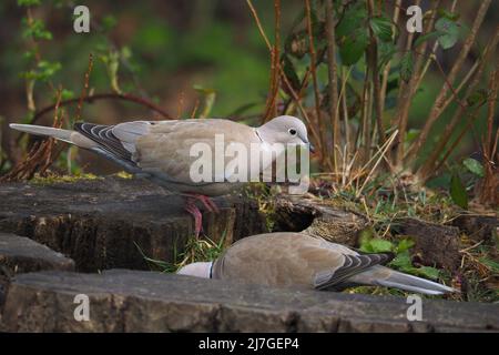 Coppia di colared Eurasian (Streptopelia decaotto) foraging per cibo in un vecchio ceppo di albero in bosco. Foto Stock