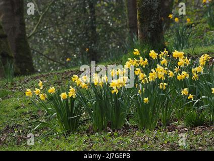 Naffodils naturalizzato in un bosco misto e fioritura nel mese di aprile. Foto Stock