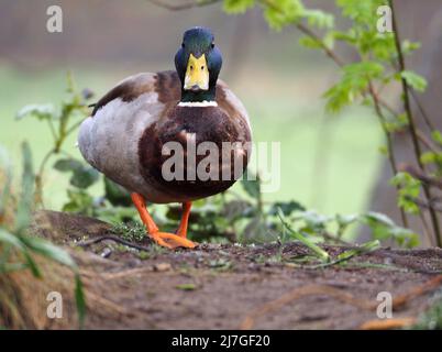 Drake - maschio Mallard anatra (anas platyrhyinchos) in piedi sul bordo di un lago in primavera. Foto Stock