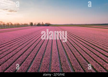Vista aerea di un campo di tulipani rosa a Keukenhof, Lisse all'alba in Olanda Foto Stock