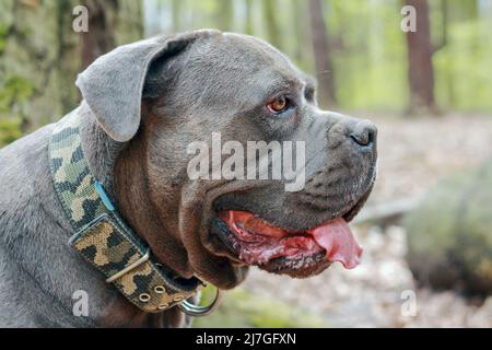 Ritratto di un cane cane cane cane cane corso nella foresta in Polonia Foto Stock