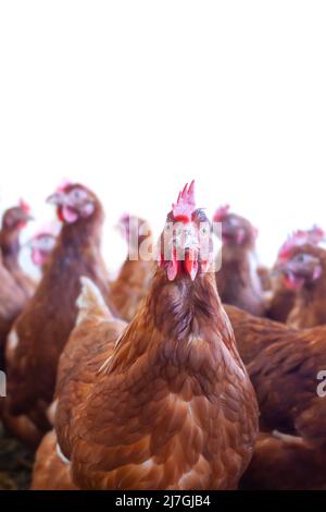 Curioso pollo di fattoria marrone di fronte ad altri polli isolati su uno sfondo bianco Foto Stock