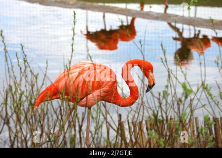 Uccelli fenicotteri rossi e rosa che camminano in acqua allo zoo Foto Stock