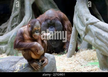 Famiglia di orangutan Sumatran nello zoo. La scimmia del bambino siede su una roccia in primo piano Foto Stock