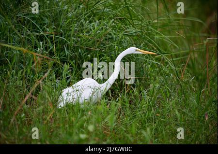 Grande egretta (Ardea alba), conosciuta anche come l'egretta comune, grande egretta, o (nel Vecchio mondo) grande egretta bianca o grande airone bianco, Maquenque Eco Lod Foto Stock