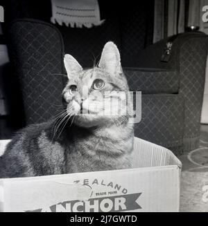 1969, storico, un gatto domestico che siede in una scatola di imballaggio di cibo di cartone in una stanza anteriore, guardando in su, Inghilterra, Regno Unito. Foto Stock