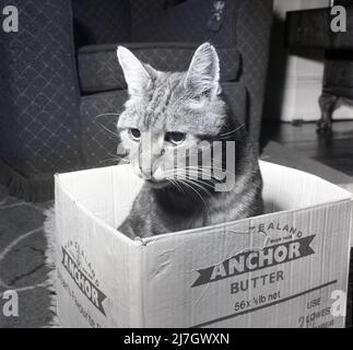 1969, storico, un gatto domestico che siede in una scatola di imballaggio dell'alimento di cartone in una stanza anteriore, Inghilterra, Regno Unito. Foto Stock