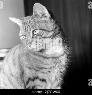 1969, storico, primo piano di un gatto domestico in una stanza, Inghilterra, Regno Unito. Foto Stock