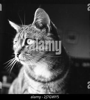 1969, storico, primo piano, vista laterale del volto di un gatto domestico in una stanza. Foto Stock