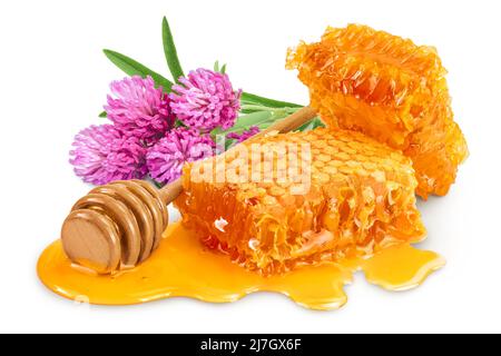 Nido d'ape e pozza di miele con trifoglio o fiore di trifoglio isolato su sfondo bianco con percorso di taglio e profondità di campo piena Foto Stock