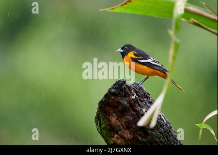 Baltimore Oriole maschio (Icterus galbula), Macquenque Eco Lodge, Costa Rica, America Centrale Foto Stock