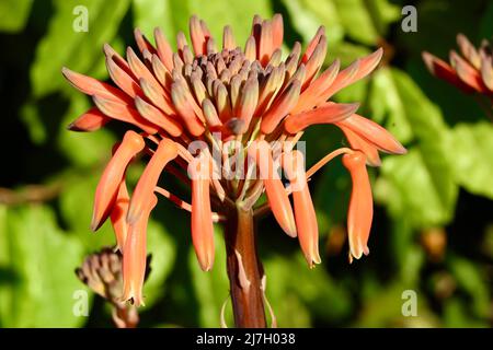 Aloe maculata sapone Aloe o Zebra Aloe fiore testa fiore primavera 2022 Santander Spagna Foto Stock