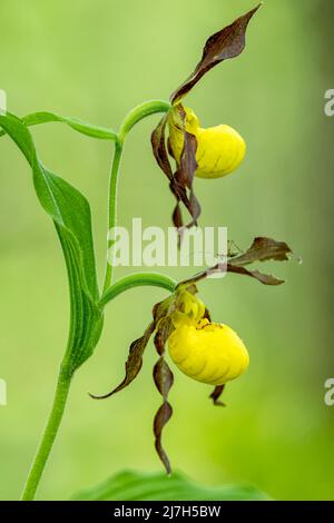 Small Yellow Lady's Slipper Orchid (Cypripedium parviflorum) - DuPont state Recreational Forest, Cedar Mountain, vicino a Brevard, North Carolina, USA Foto Stock