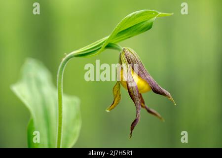 Piccola Signora gialla Slipper Orchid (Cypripedium parviflorum) in erba - DuPont state Recreational Forest, Cedar Mountain, vicino Brevard, Carolina del Nord, Foto Stock