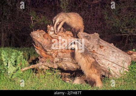 European Badger, Meles meles, due adulti che nutrono il tronco dell'albero, ultima Frontiera, Romania, 26 aprile 2022 Foto Stock