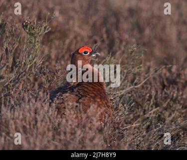 Red Grouse in heather Foto Stock