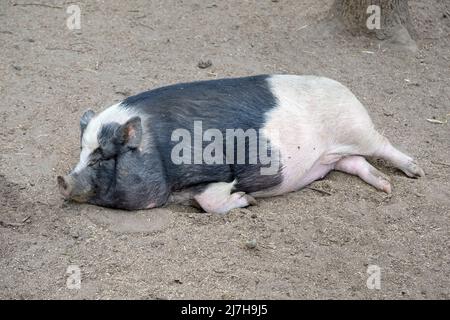 Un grande maiale bianco e nero si trova in avanti sulla sabbia e riposa, un grande maiale domestico grasso nello zoo che si trova sulla sabbia Foto Stock