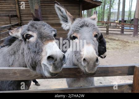 Due asini stanno guardando nella fotocamera. Asini grigi si trovano dietro una recinzione di legno nel primo piano dello zoo. Foto Stock