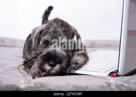 Un cucciolo carino che tiene gli occhiali nei denti e si trova su una tastiera di un computer portatile. Concetto di apprendimento online. Concetto di shopping online. Foto Stock