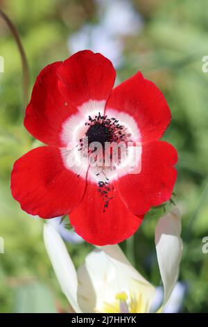 Primo piano di un fiore di anemone papavero in piena fioritura Foto Stock