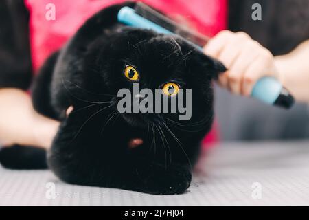 Pettinare un gatto nero dal salone di cura. Cat con protezione contro i morsi. Foto Stock