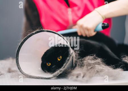 Pettinare un gatto nero dal salone di cura. Cat con protezione contro i morsi. Foto Stock