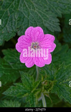 Un fiore di geranio selvatico (maculatum di geranio). Altri nomi comuni per questa pianta includono geranio cranesbill (geranio macrorchizum) e geranio sanguinante Foto Stock