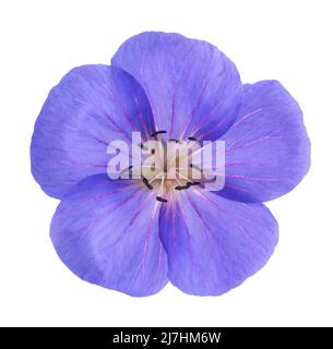 Testa di fiore di geranio isolato su sfondo bianco Foto Stock