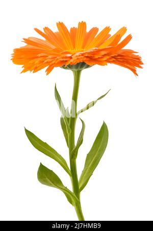 Pianta di Marigold con fiore isolato su sfondo bianco Foto Stock