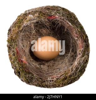 Uovo giallo in nido d'uccello di legno isolato su sfondo bianco. Vista sul nido naturale. Foto Stock