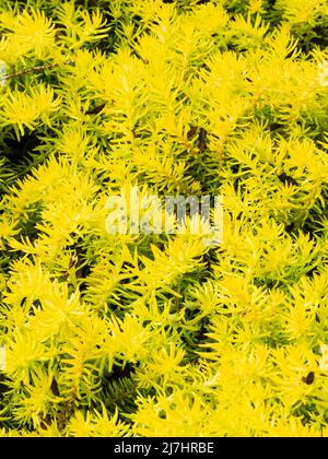 Foglie di colore giallo intenso e spiritoso, moquette, stonecrop giallo stonco, Sedum rupestre 'Angelina' Foto Stock