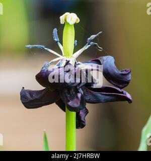 I petali cadenti di Tulip 'Queen of the Night' espongono le timbrature e le antere mentre il fiore muore Foto Stock