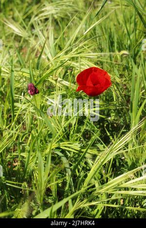 Papavero rosso tra piante di campo di grano Foto Stock