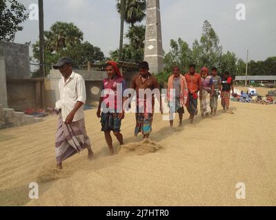 Naogaon, Bangladesh. 10th maggio 2022. I lavoratori migranti stagionali asciugano la risaia con l'aiuto di piedi sotto il sole su un capannone durante la stagione di raccolta vicino al villaggio di Gogonpur nel distretto di Naogaon. (Credit Image: © MD Mehedi Hasan/ZUMA Press Wire) Foto Stock