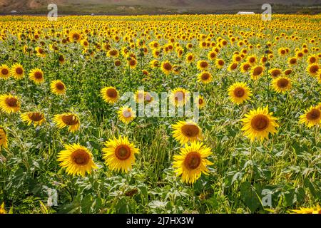 Un grande campo di girasoli in fiore sul Maui Centrale. I semi di fiori saranno utilizzati per biocarburante, Waiehu, Maui, Hawaii, Stati Uniti d'America. Foto Stock