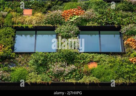 Finestre e il muro di verde, moderno edificio sostenibile coperto di varietà di piante Foto Stock