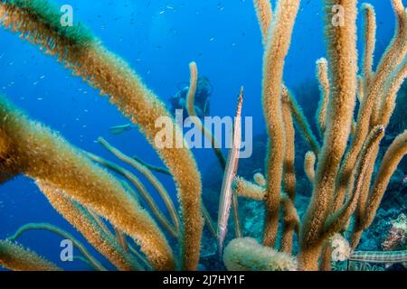 Un subacqueo e trombettista dell'Atlantico occidentale o trombettista, Aurostomus maculatus, nascosto in corallo morbido, sul Sea Aquarium House Reef al largo dell'isola di Cur Foto Stock