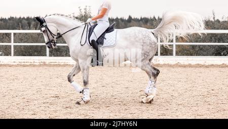 Classico cavallo da dressage bianco. Sport equestre. Dressage di cavalli nell'arena. Sport stallone nella briglia. Concorso equestre show. Verde Foto Stock