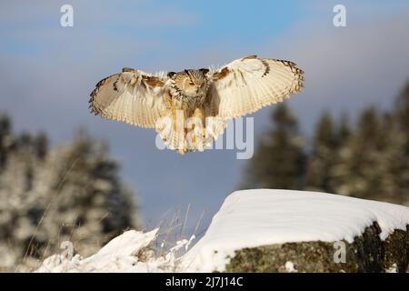 Eastern Siberian Eagle Owl, Bubo bubo sibiricus, atterrando su roccia con neve. Scena selvaggia invernale. Foto Stock