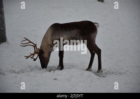 Una renna cerca cibo mescolando la neve in una foresta innevata con il suo muso Foto Stock