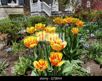 Tulipani gialli variegati con strisce rosse brillanti Foto Stock