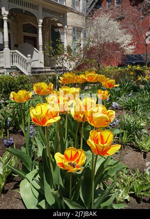 Tulipani gialli variegati con strisce rosse brillanti Foto Stock