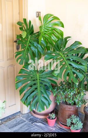 Monstera deliciosa piante nel giardino tropicale foglie sfondo Foto Stock